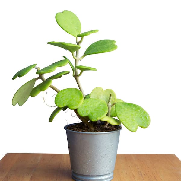 national PLANT NETWORK 4 in. Hoya Kerri Heart Plant in Grower Containers (3-Pack)