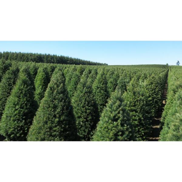 8-9 ft. Freshly Cut Live Pseudotsuga Douglas Fir Christmas Tree