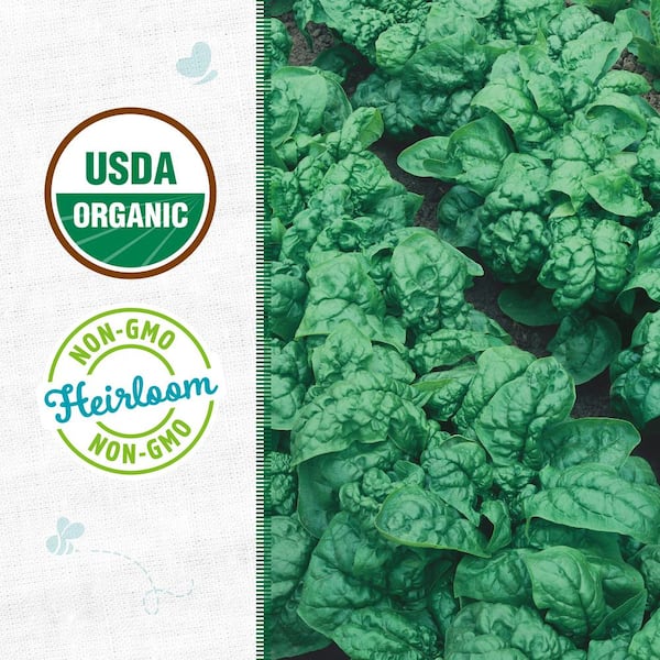 Organic Bloomsdale Spinach Seed (1-Pack)