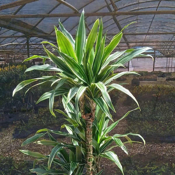 10 in. Dracaena Warneckii Compacta 3-2-1 in 3g Grower Container (1-Plant)
