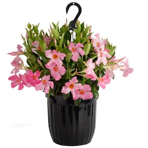 Grower's Choice Premium Mandevilla Live Outdoor Plant in 10 in. Hanging Basket, Avg. Shipping Height 3-4 ft. Tall