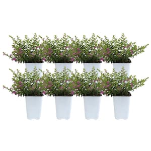 1 Qt. Purple Cuphea Flowers in Grower Pot (8-Pack)