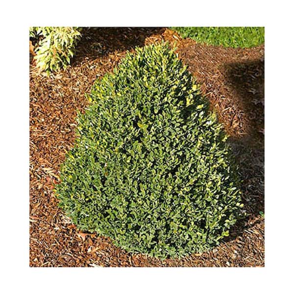 2.5 qt. Green Mountain Boxwood (Buxus x 'Green Mountain