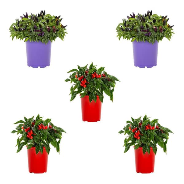 METROLINA GREENHOUSES 1.5 Pt. Ornamental Pepper Red and Purple Combo Pack Annual Plant (5-Pack)