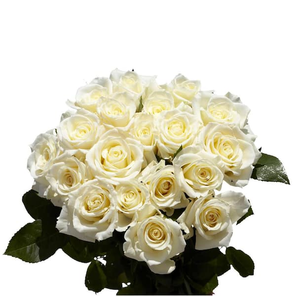Globalrose Fresh White Roses (100 Stems)