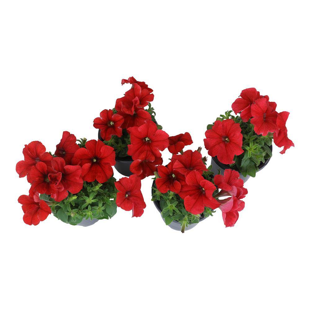 Red Petunia Flowering Plants in Black Pots 4-Pack