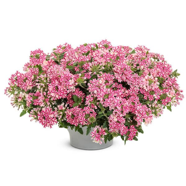 Proven Winners 4.25 in. Eco+ Grande Superbena Cherryburst (Verbena