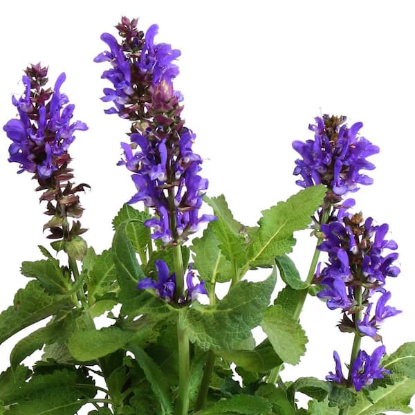 1 qt. Salvia New Dimension Blue Perennial Plant