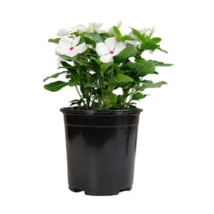 White Vinca Outdoor Garden Annual Plant in 2.5 qt. Grower Pot