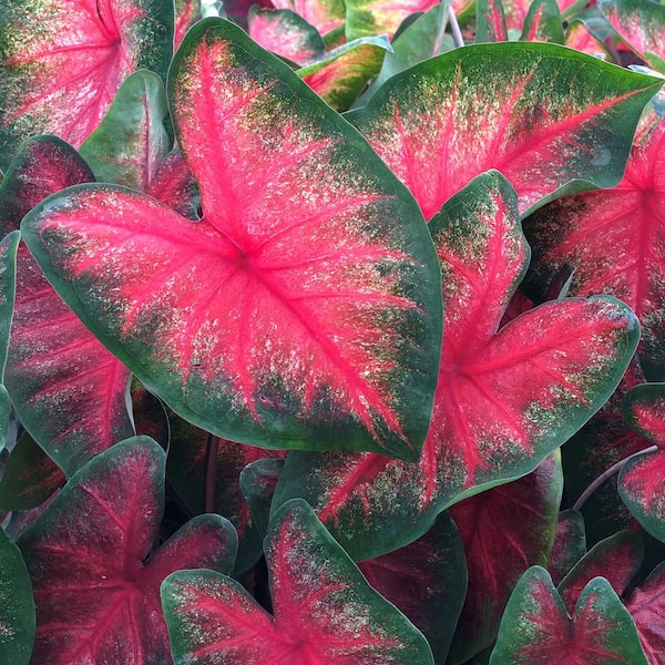 Van Zyverden Caladiums Fancy Leaf Bombshell Set of 3 Bulbs