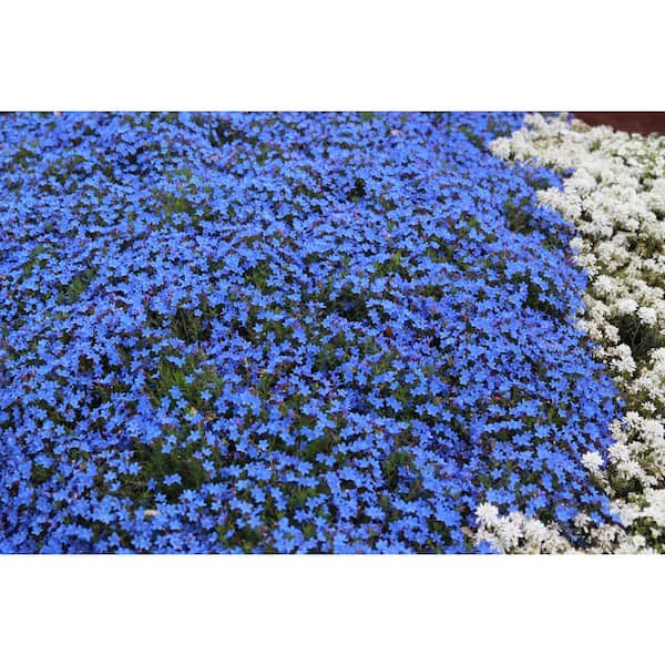 2.5 qt. Lithodora d. 'Heavenly Blue' Perennial Plant with Blue