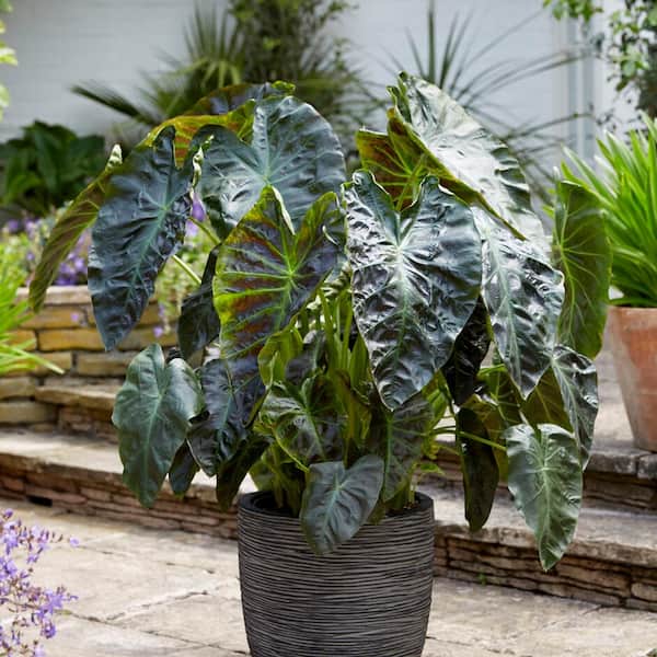 Garden State Bulb 7/9 in. Colocasia Aloha Elephant Ear Bulbs (Bag of 1)