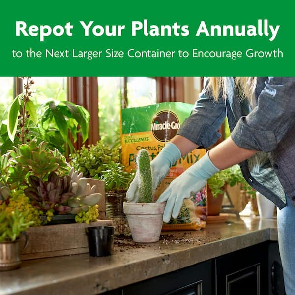 Miracle-Gro Cactus, Palm & Citrus Potting Mix 2-Pack