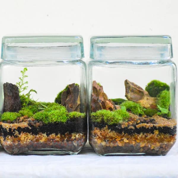 Rock Moss 1-quart bag Of Fresh Live Rock Moss, Great For Terrariums!