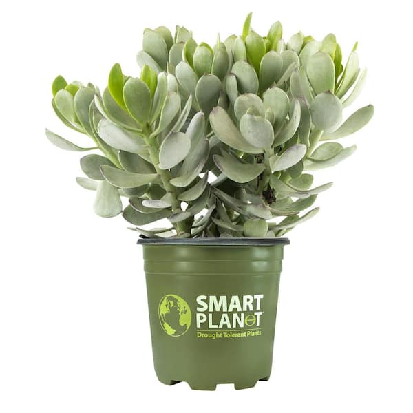 SMART PLANET 1 Gal. Senecio Amaniensis in Grow Pot Single Plant