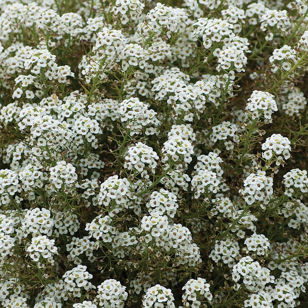 4 in. Giga White Alyssum Plant (6Pack) 62545 The Home Depot
