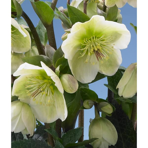 Artificial Lavender Hellebore 18