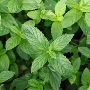 4 in. Peppermint Herb Plant (3-Piece)