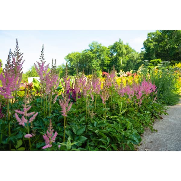 Online Orchards 1 gal. Rheinland Astilbe Flowering Shrub (2-Pack