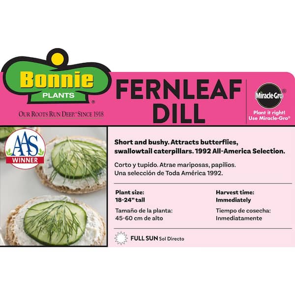19 oz. Dill Herb Plant