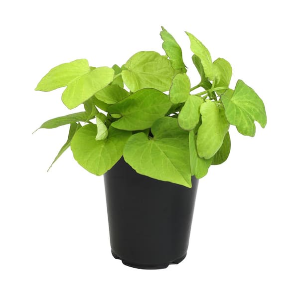 ALTMAN PLANTS 1.38 PT. Green Sweet Potato Vine Annual Plant 4580 - The Home  Depot