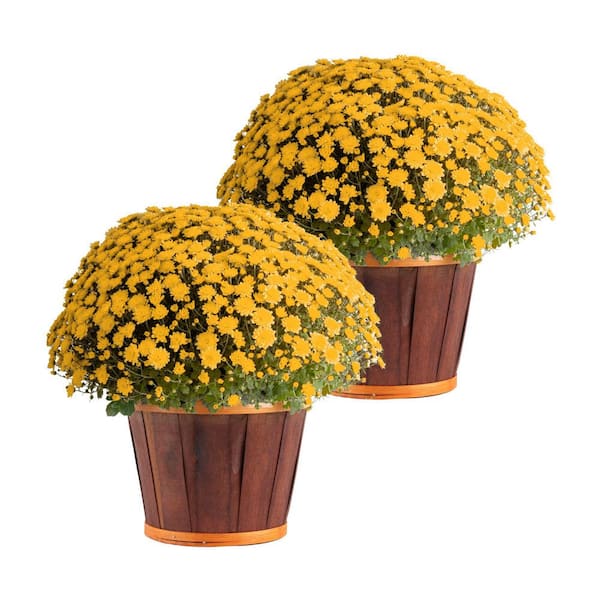 Yellow Ready to Bloom Fall Chrysanthemum Outdoor Plant in 3 qt. Bushel Basket Pot, Avg. Shipping Height 1-2 ft. (2-Pack)