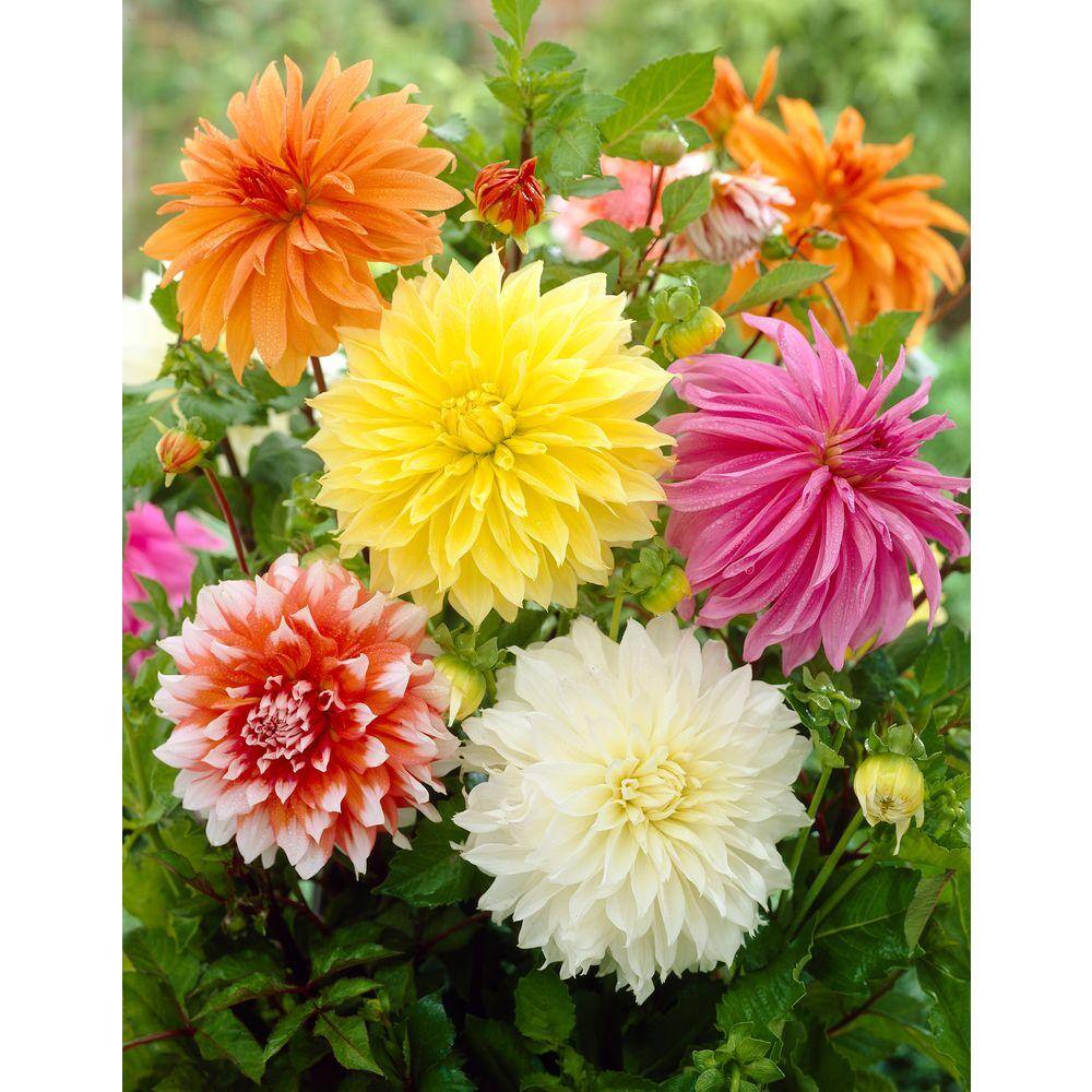 Bloomsz Dinnerplate Dahlia Mix Bulbs 6 Pack 08449 The Home Depot