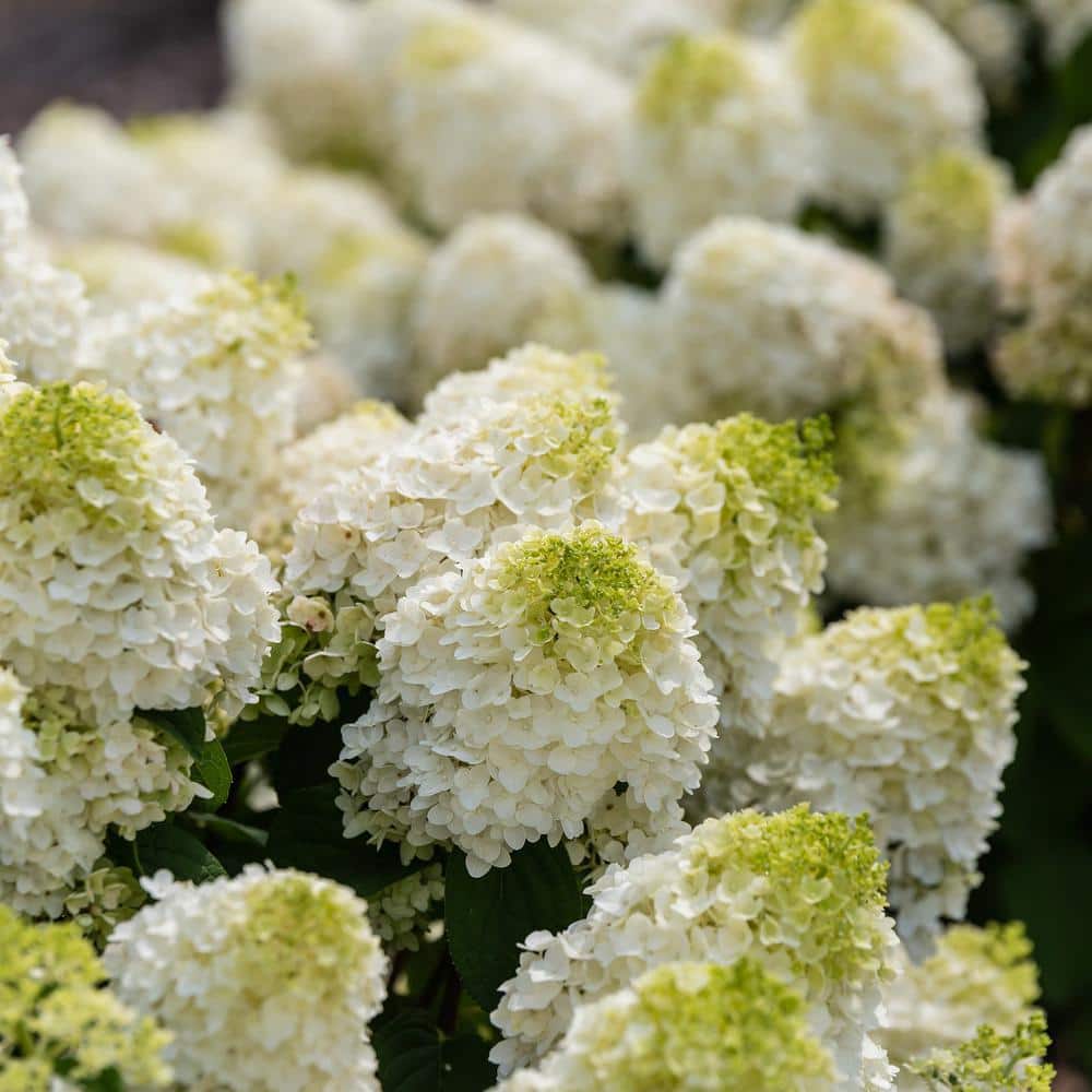 Compact Little Hottie Hydrangea, 2-Gallon Creamy White Blossoms