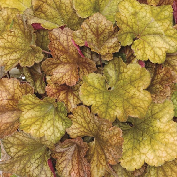 4.5 in. Qt. Dolce Toffee Tart Coral Bells (Heuchera Hybrid) Live Perennial Plant with Orange Foliage