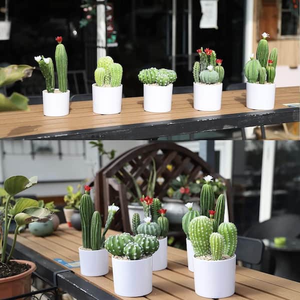 Afoxsos 3.5 in. Green Indoor Outdoor Artificial 7.9 in. Cactus Plant Faux Succulent Potted Desk Home Office Decor 1 Piece