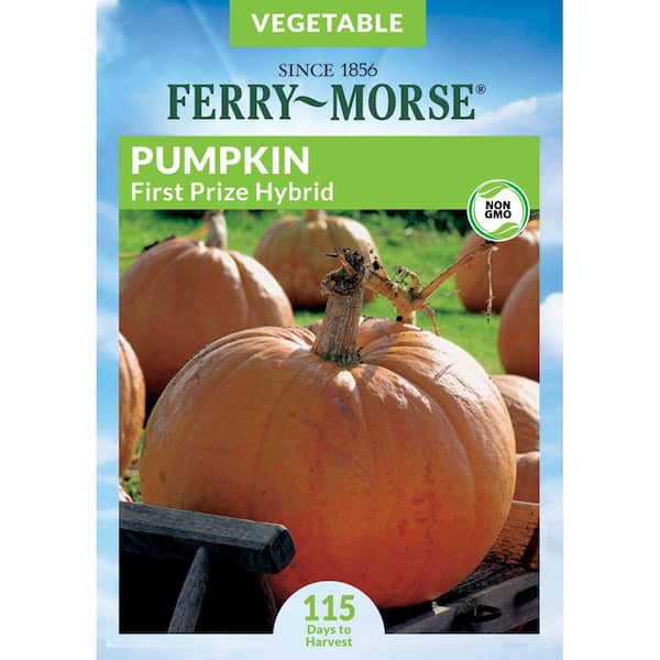 Ferry-Morse Pumpkin First Prize F1 Fruit Seeds