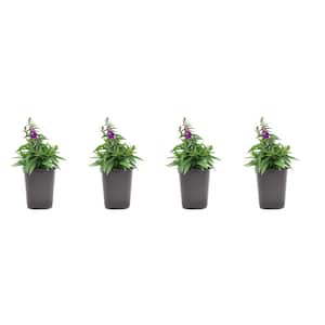 1.38-Pint Angelonia Purple Flower in 4.5 in. Grower's Pot (4-Pack)