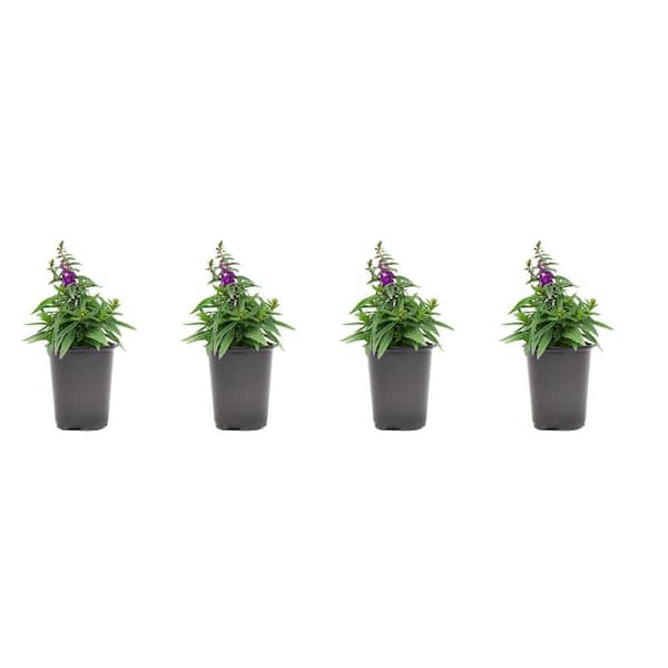 Pure Beauty Farms 1.38-Pint Angelonia Purple Flower in 4.5 in. Grower's Pot (4-Pack)