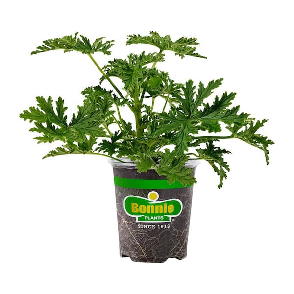 19.3 oz. Citronella Mosquito Plant, Live Plant