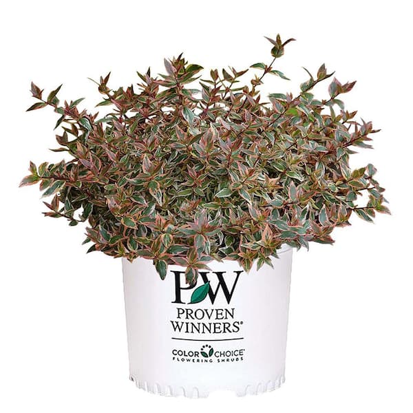 2 Gal. Tres Amigos Abelia Shrub