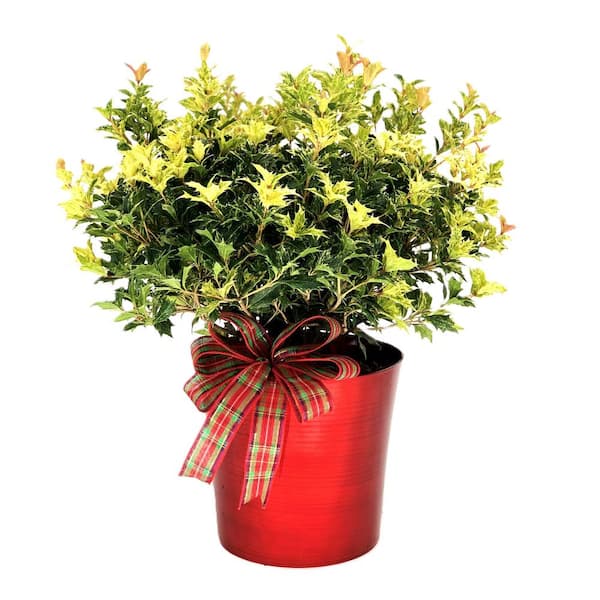 Unbranded 10 in. Holiday Osmanthus Goshiki False Holly Live Shrub in Red Decorative Pot with Holiday Bow