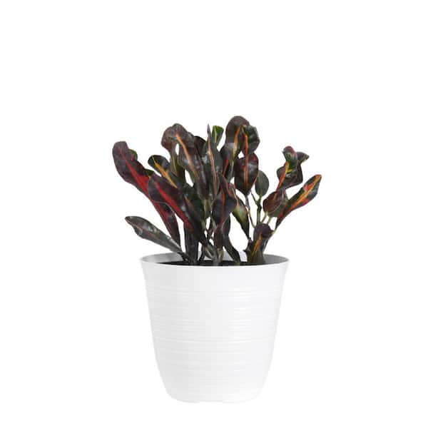 United Nursery Croton Mammy in 6 inch White Decor Pot