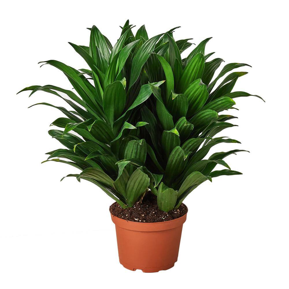 Janet Craig Dracaena Plant In 6 In Grower Pot 6 DRACAENA JANET CRAIG