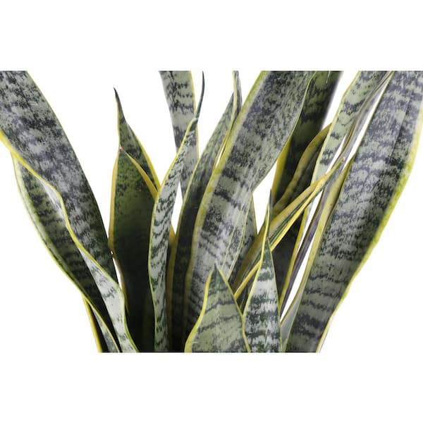 black gold snake plant Sansevieria main image 0