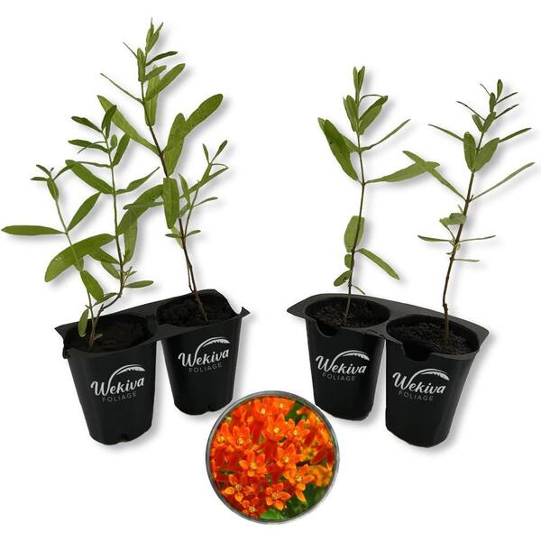 Wekiva Foliage Butterfly Milkweed Plant-4 Live Starter Plants-Asclepias Tuberosa-Perennial Florida-Native Wildflower Evergreen