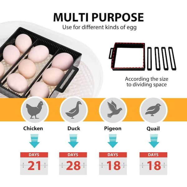 Quail Egg Tray for Cabinet Incubators