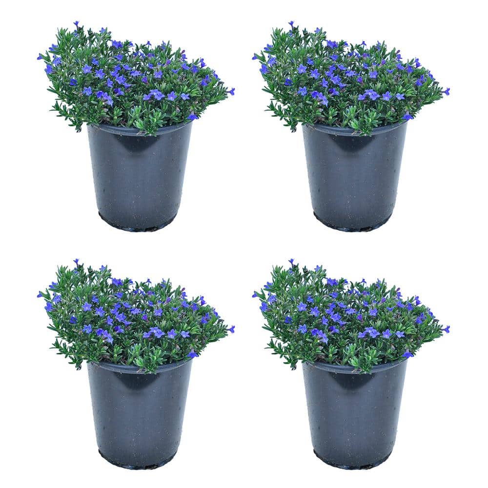 Perennial Lithodora Blue 2.5 Qt. - 4-Pack