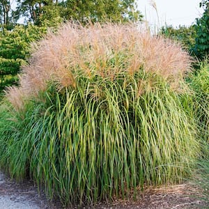Maiden Grass (Miscanthus) Live Bareroot Perennial Plant (1-Pack)