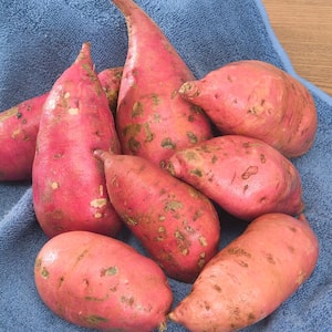 Sweet Potato Bush Porto Rico Bareroot Plants (12-Pack)