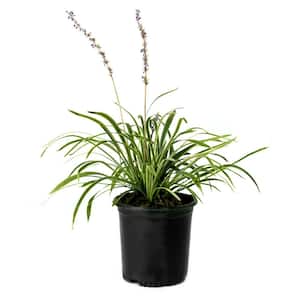 1 Gal. Monkey Grass Variegated Liriope Plant with Purple Flowers (4-Pack)