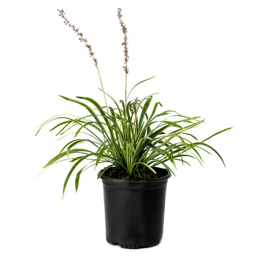 1 Gal. Monkey Grass Variegated Liriope Plant with Purple Flowers (8-Pack) price history on PriceWatchPro