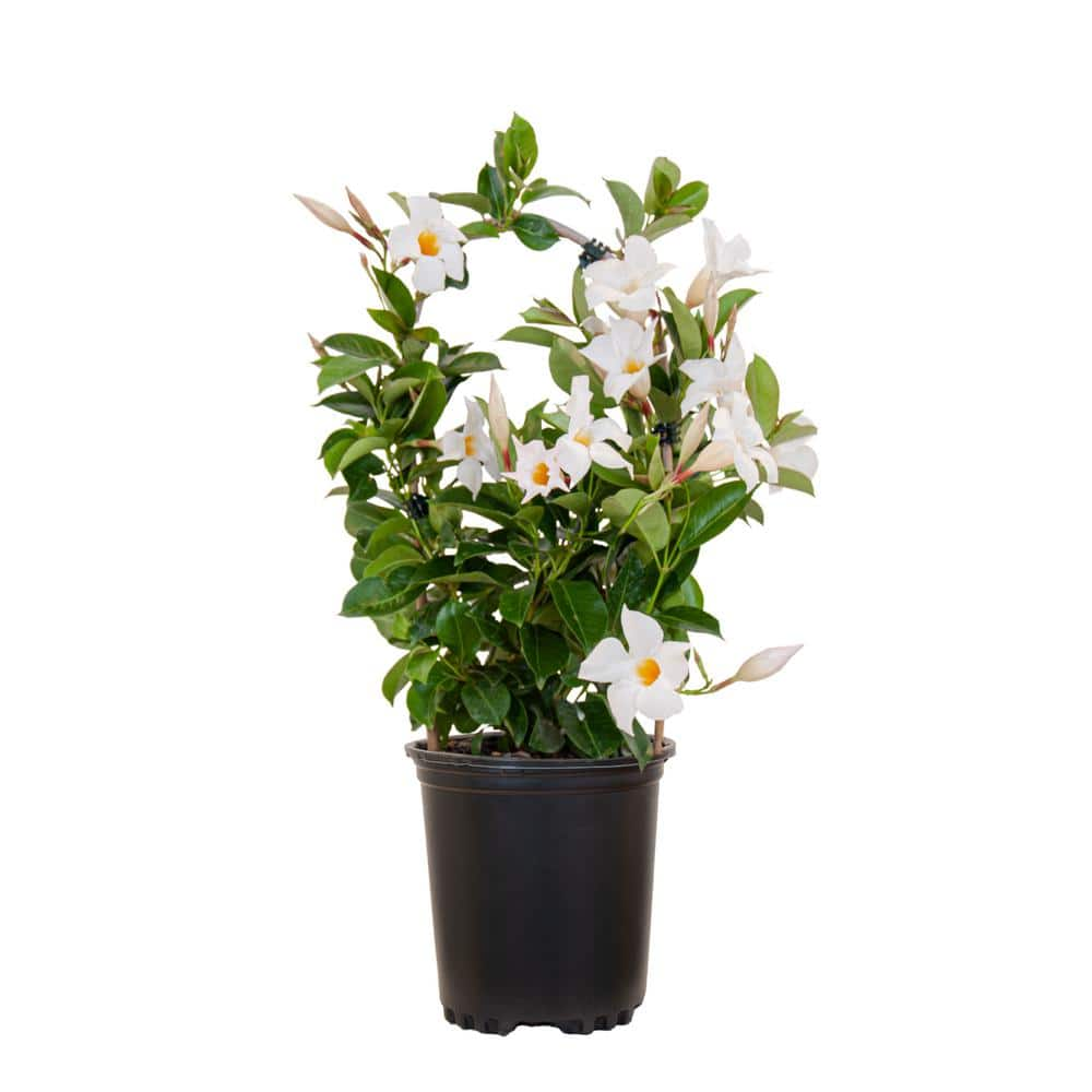 United Nursery Mandevilla Hoop White Live Outdoor Vining Plant In Inch Grower The Home