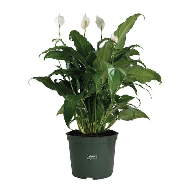 NATURE'S WAY FARMS Spathiphyllum Sweet Chico Live Indoor Plant in Growers Pot Avg Shipping Height 1 ft. to 2 ft. Tall