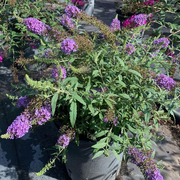 OnlinePlantCenter 3 Gal. Buzz Sky Blue Butterfly Bush Flowering Shrub With Lavender Blue Flowers