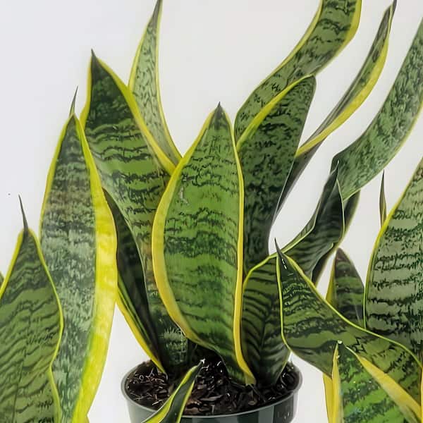 national PLANT NETWORK 4 in. Sansevieria Laurentii Superba Snake